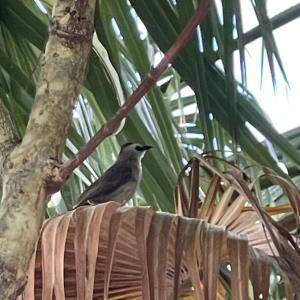 Yellow-vented bulbul