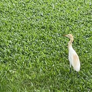 Eastern cattle egret