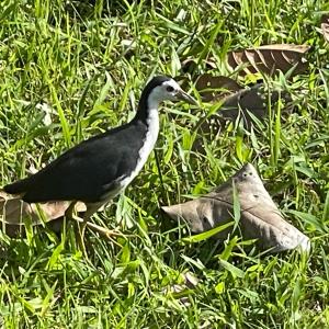 White-breasted waterhen