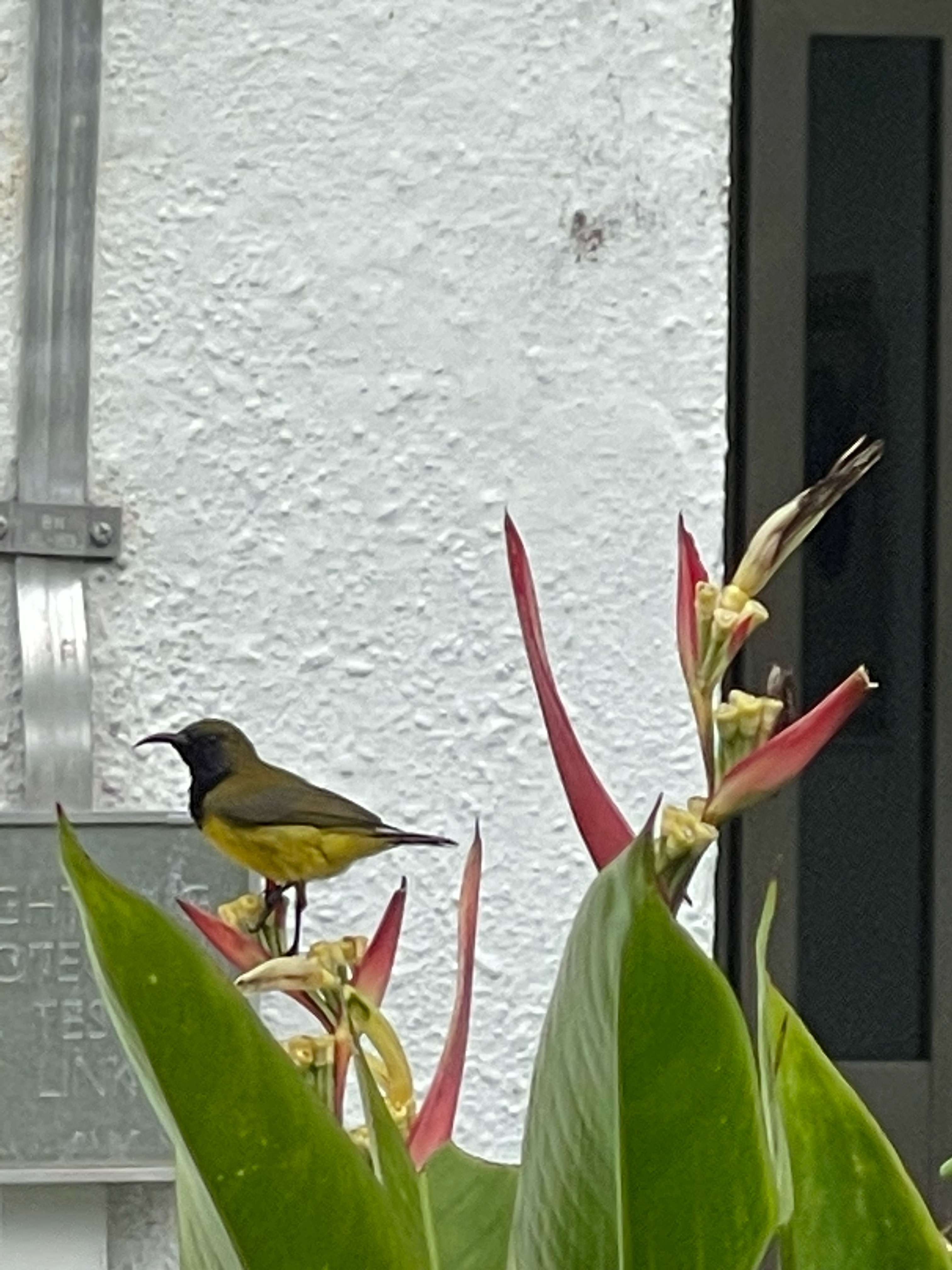 Olive-backed sunbird