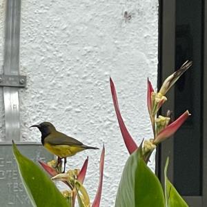 Olive-backed sunbird