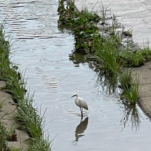 Little egret