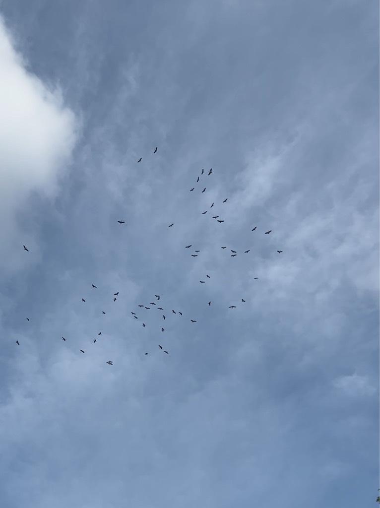 Storks
