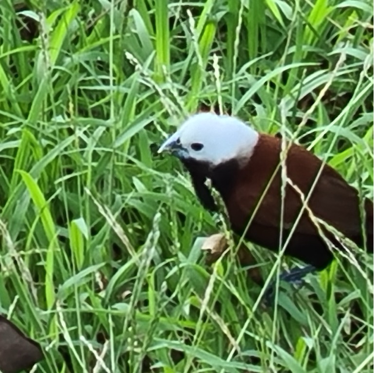 White-capped munia 