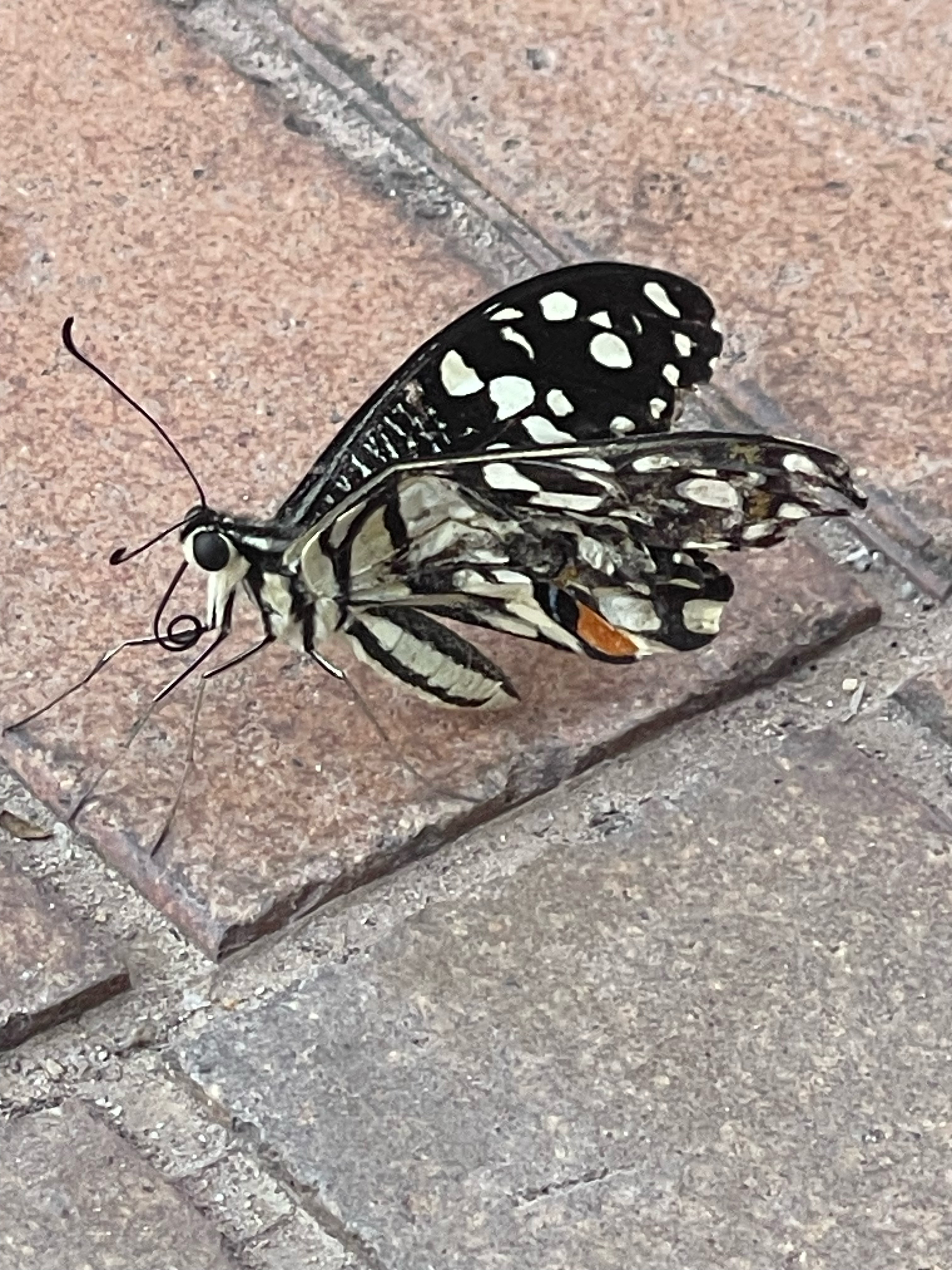 Lime butterfly