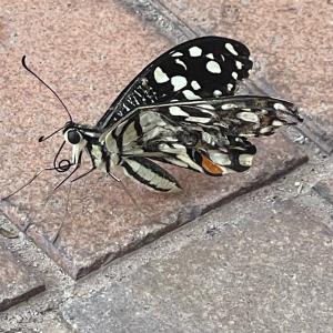 Lime butterfly