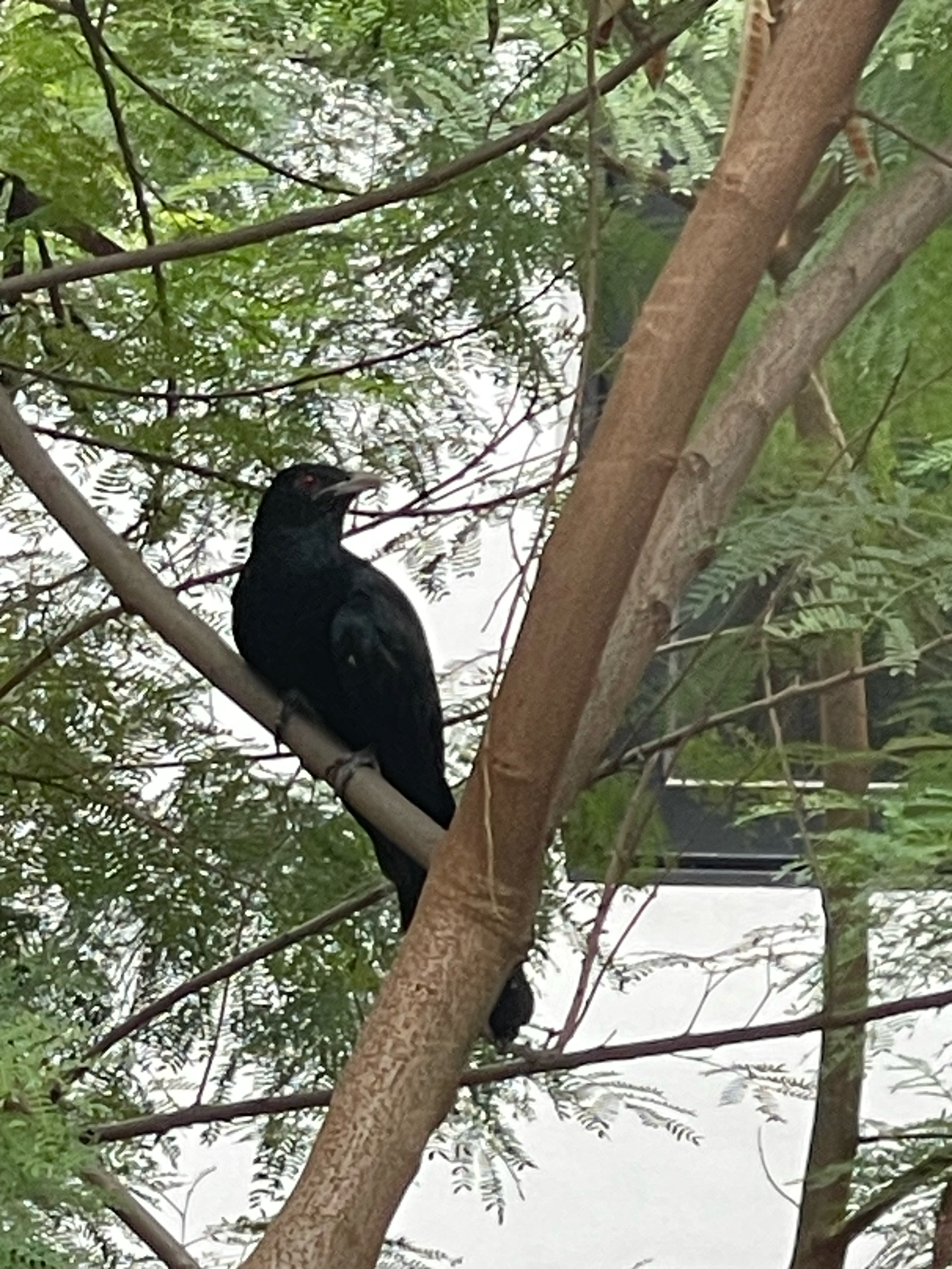 Asian koel