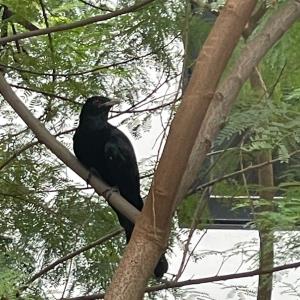 Asian koel