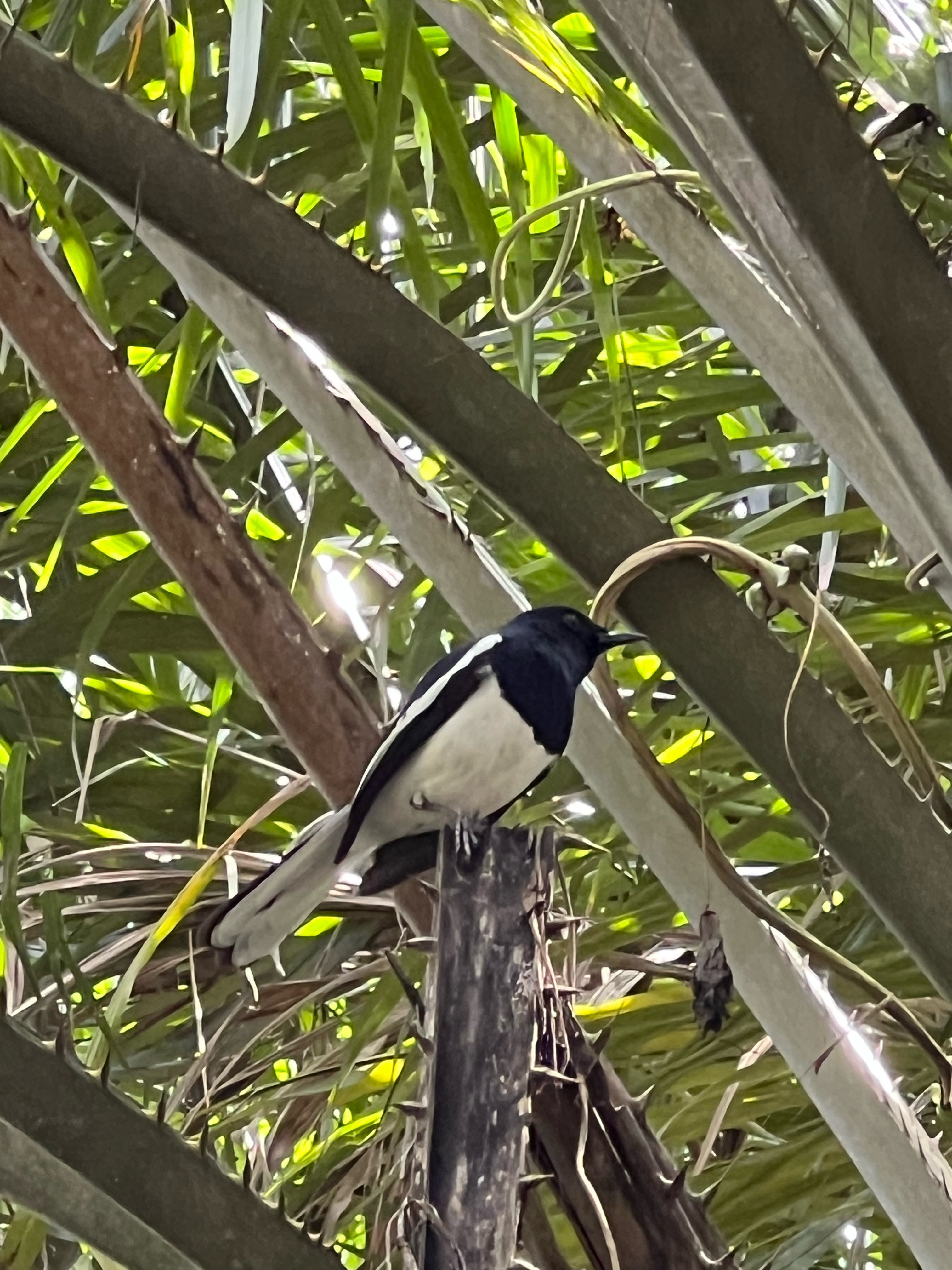 Oriental magpie - robin