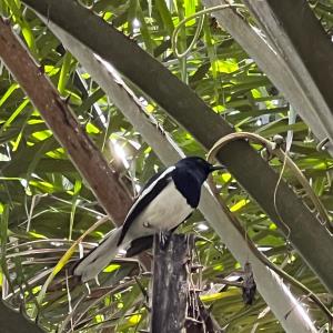 Oriental magpie - robin