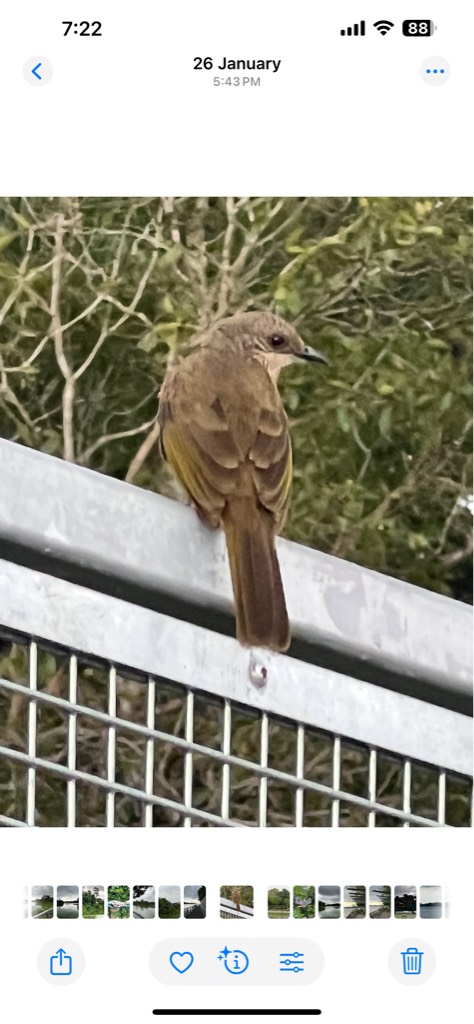 Olive winged bulbul 