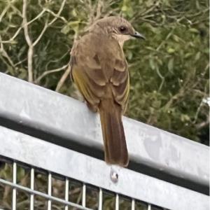 Olive winged bulbul 