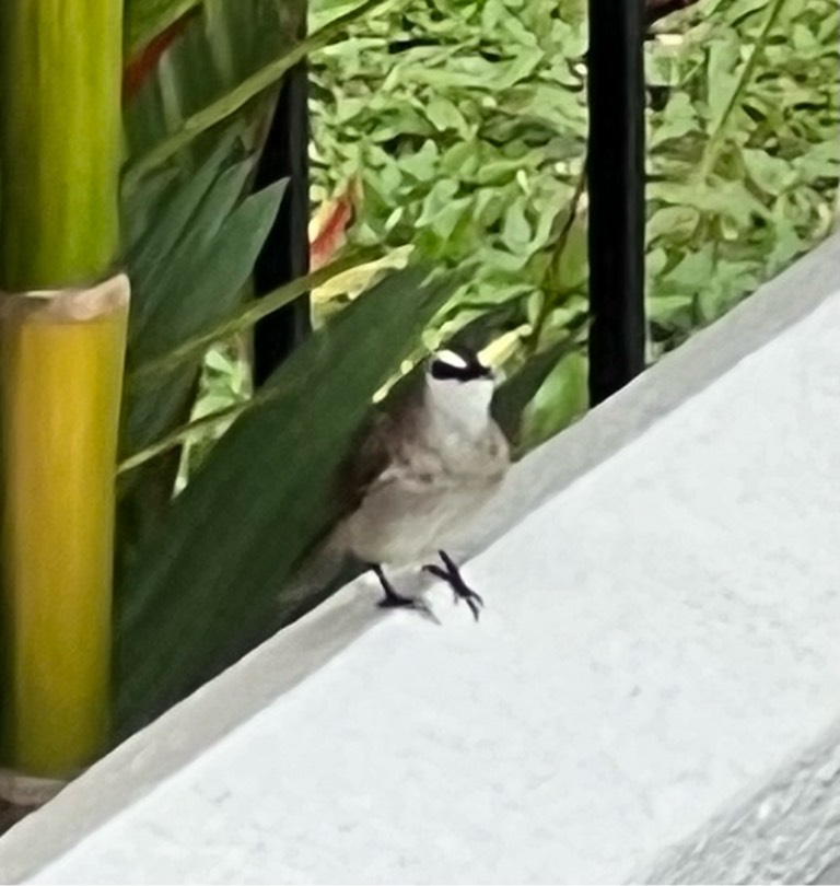 Yellow vented bulbul