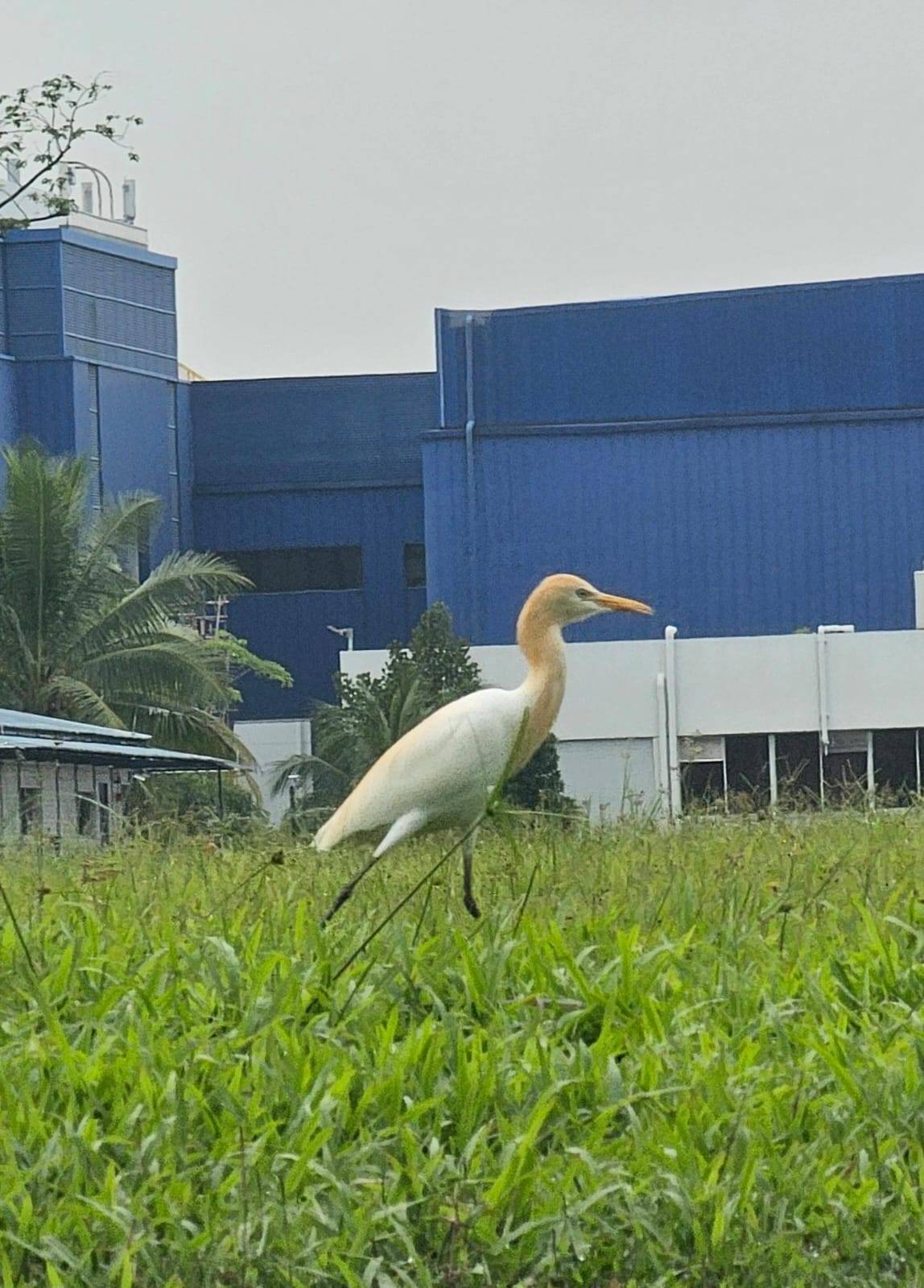 Eastern cattle egret