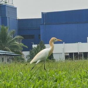 Eastern cattle egret