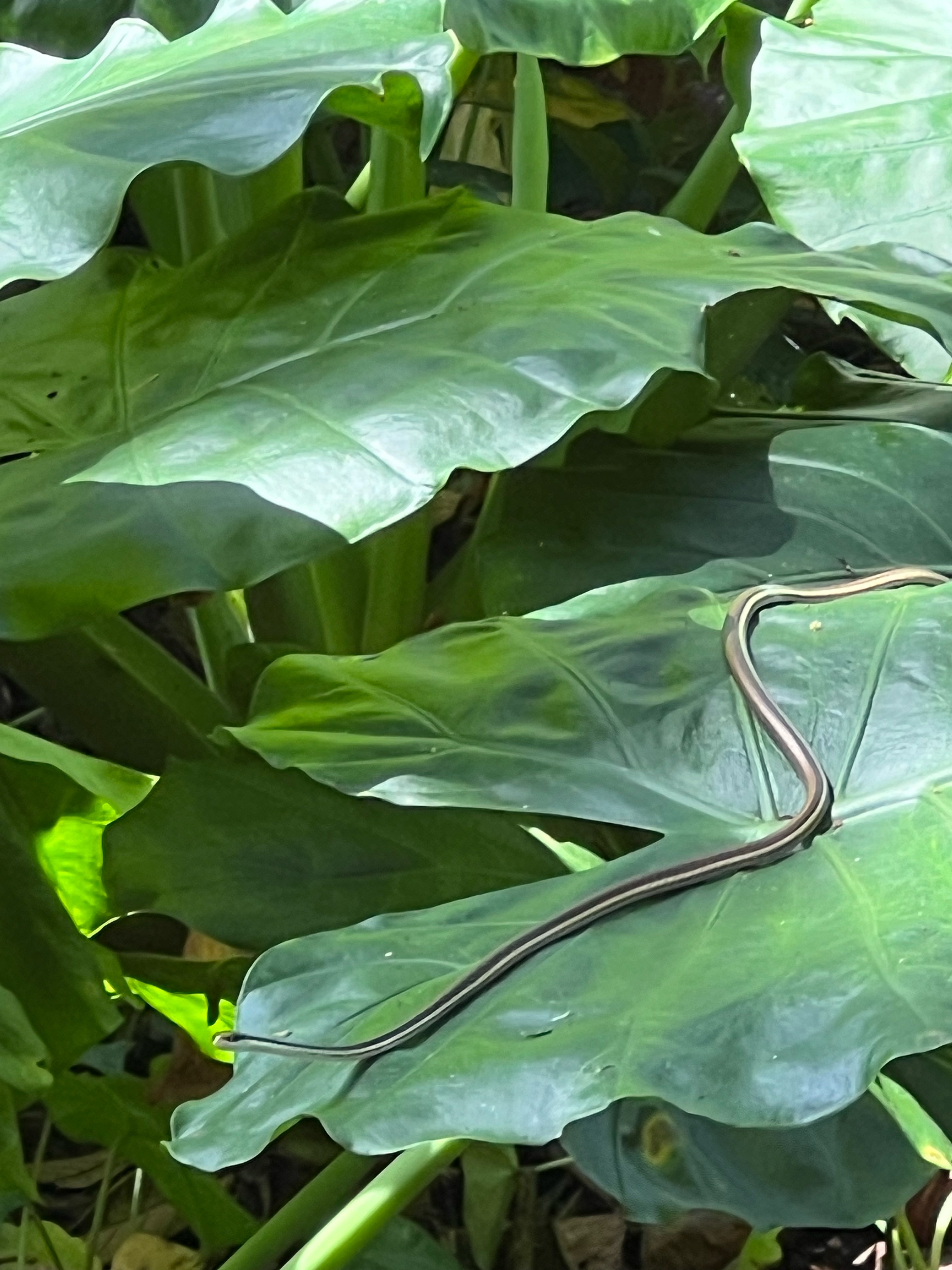 Painted bronzeback snake