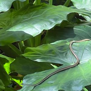 Painted bronzeback snake