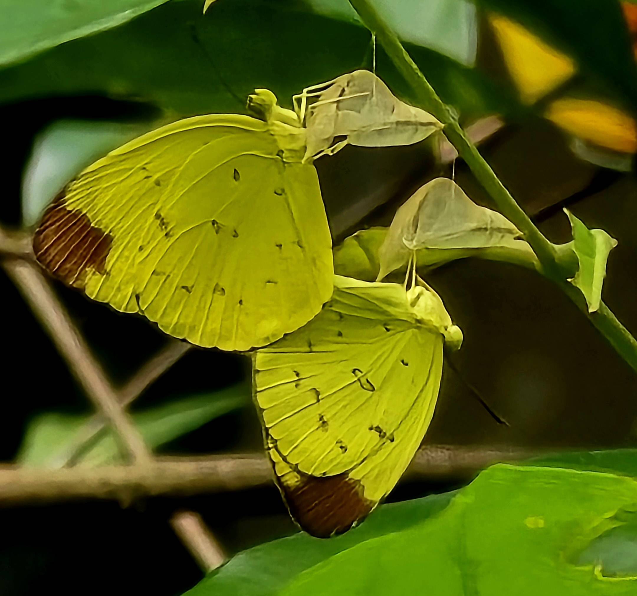 Chocolate grass yellow