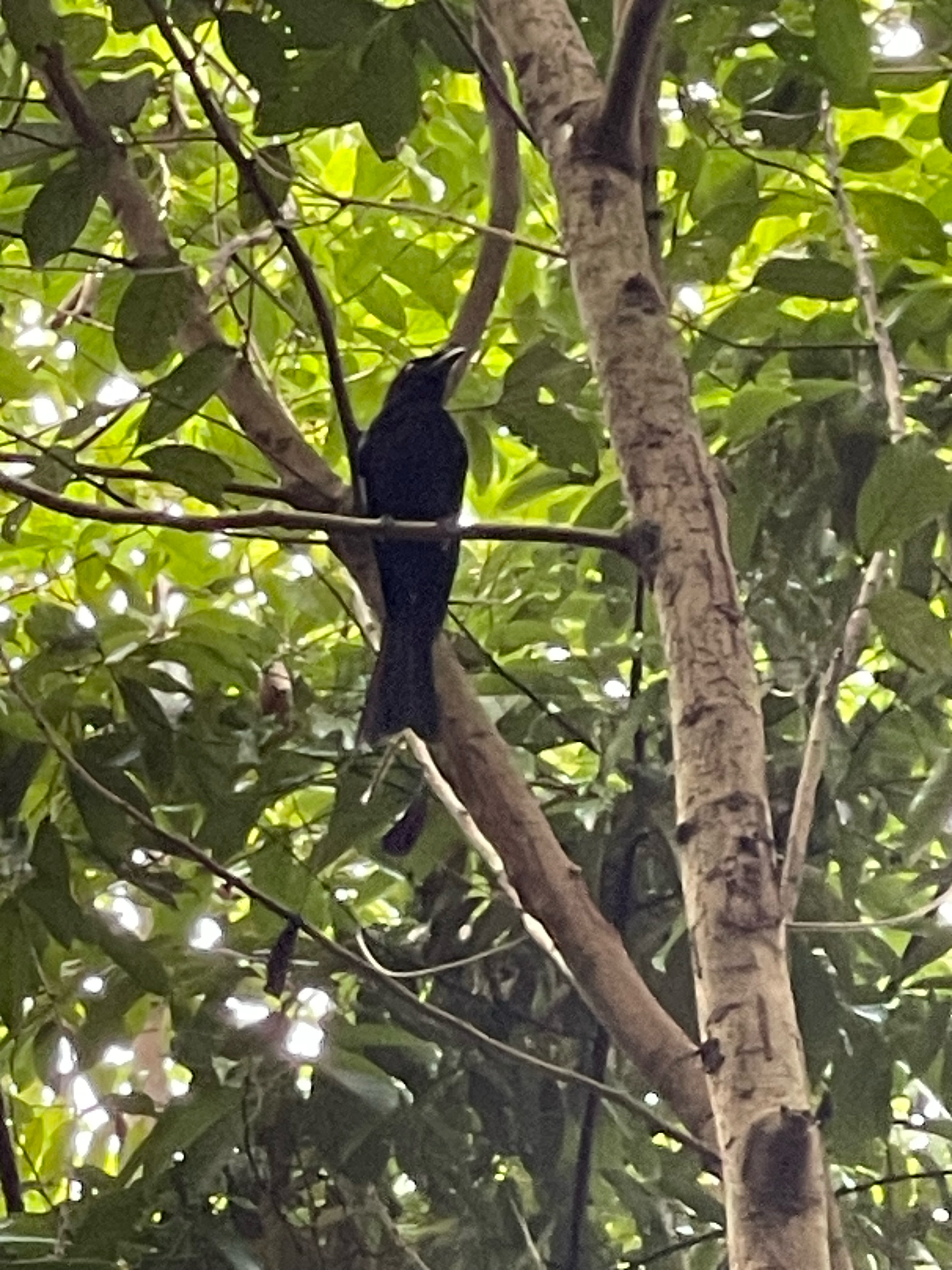 Greater racket-tailed drongo