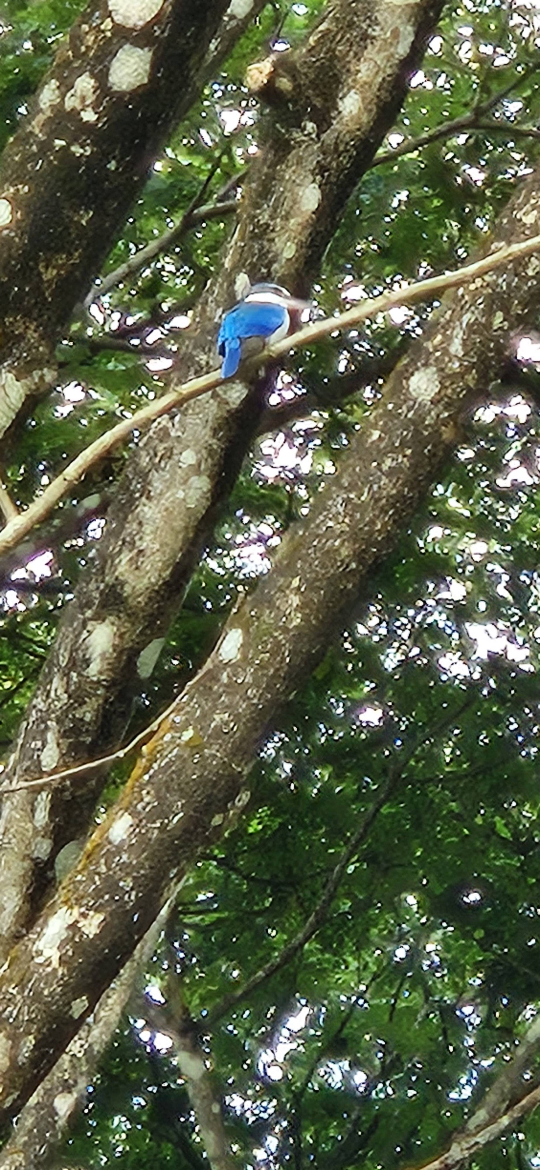 Collared kingfisher