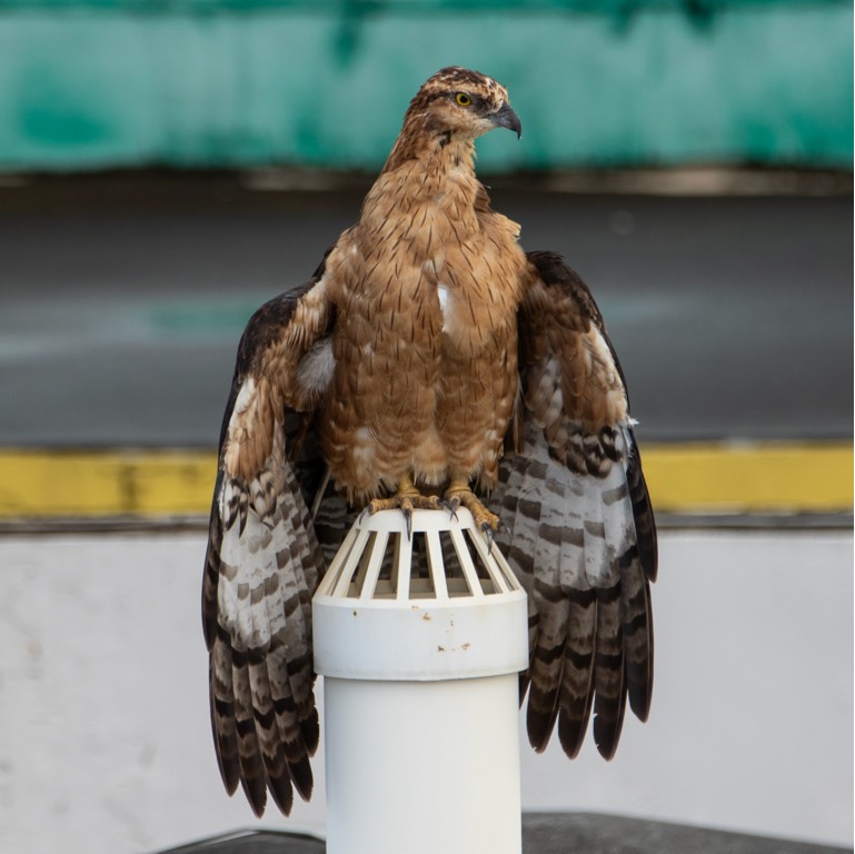 Oriental honey buzzard