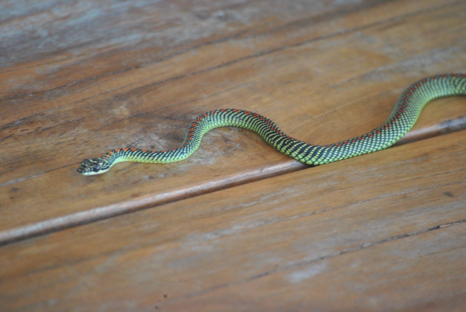 Paradise tree snake