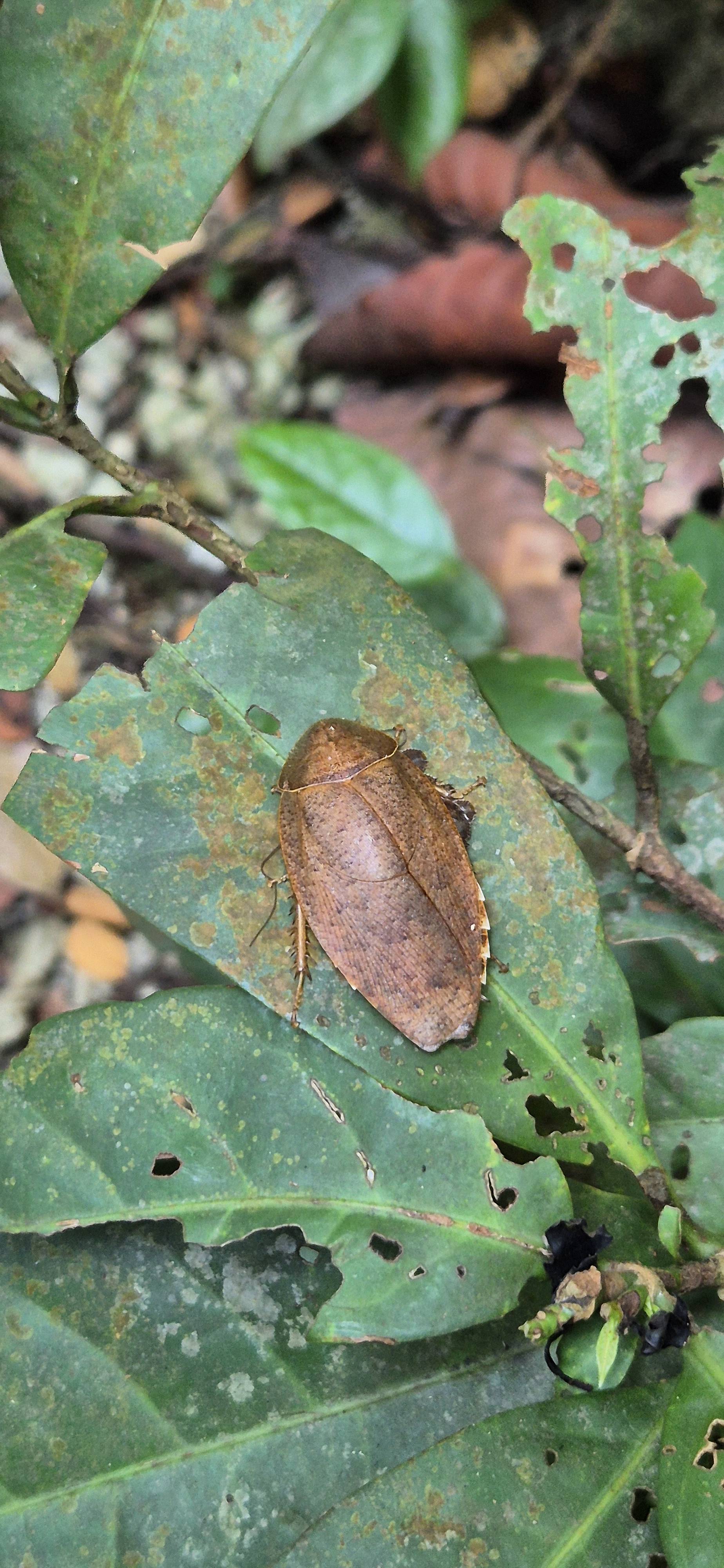 Dried leaf insect