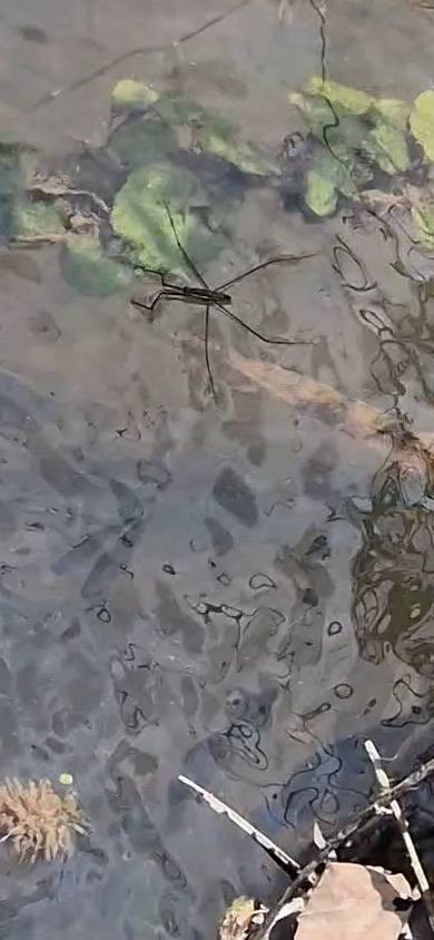 Pond skater