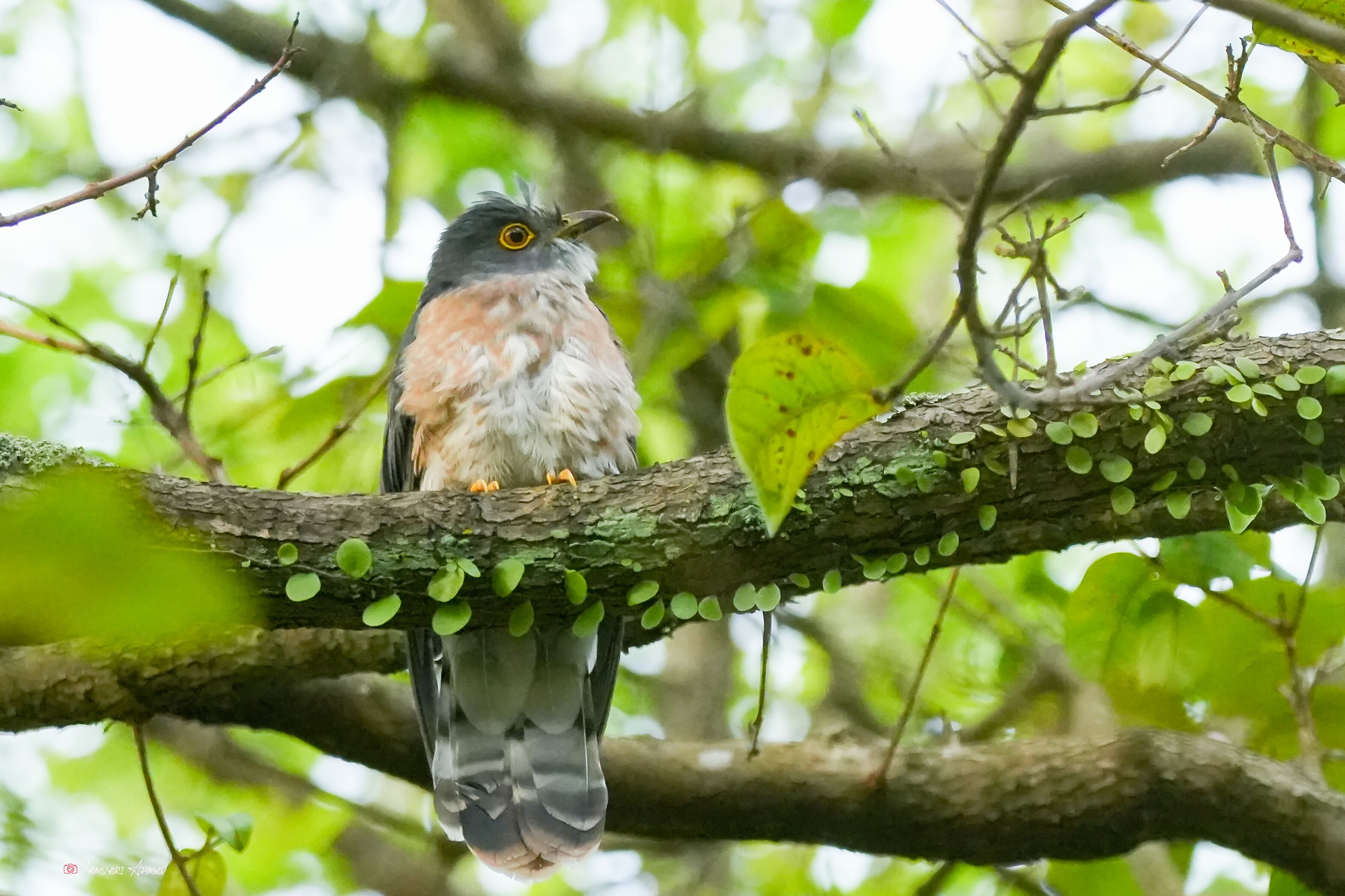 Cuckoo