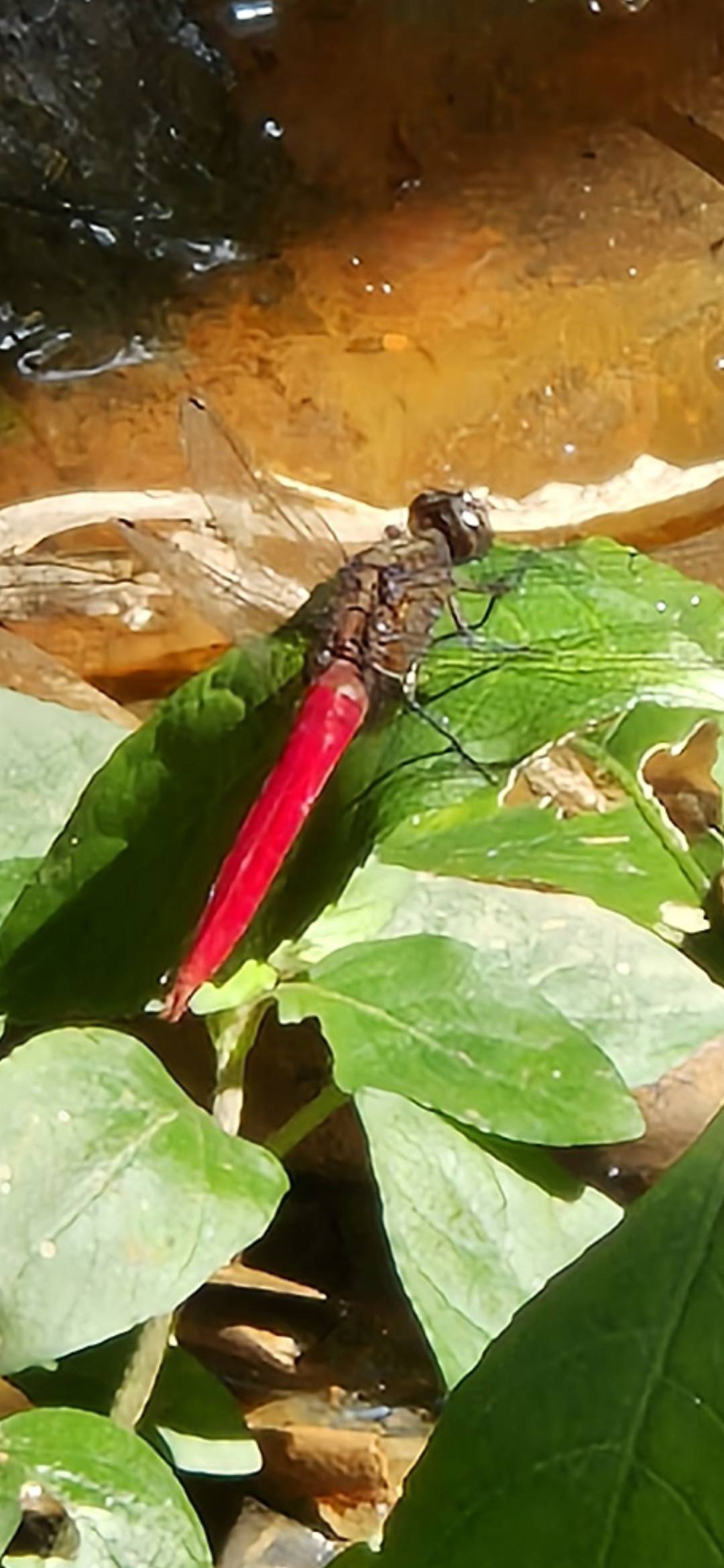 Spine-tufted skimmer (m)