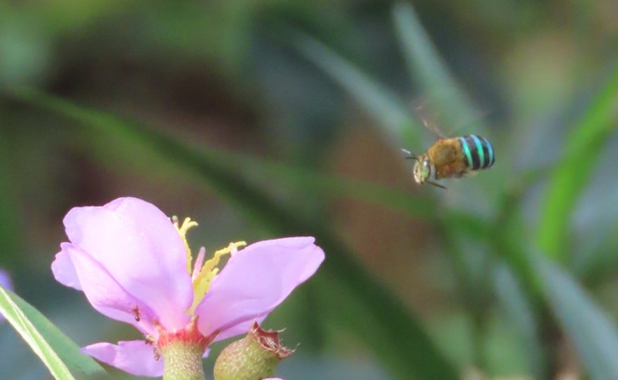 Sunda blue banded digger bee