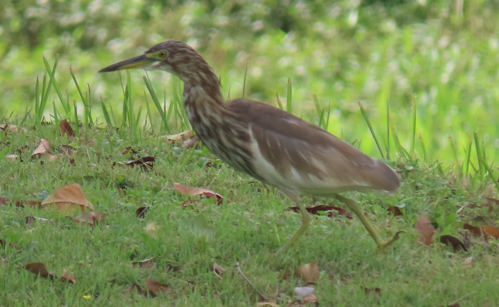 Pond heron sp.