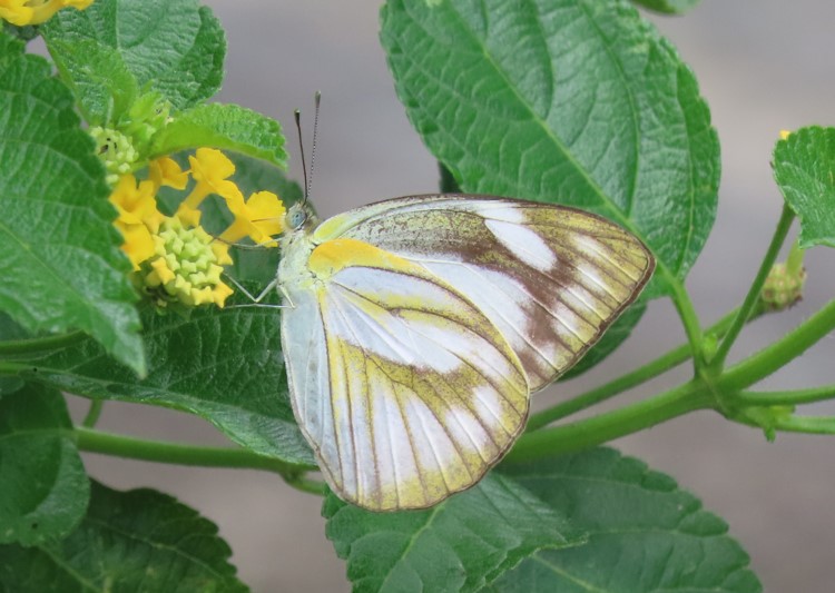Striped albatross