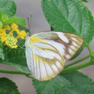Striped albatross