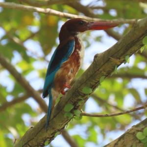 White-throated kingfisher