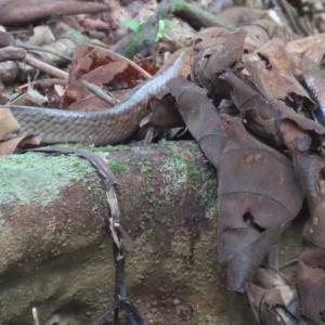 White-bellied rat snake