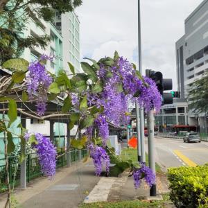 Sandpaper vine