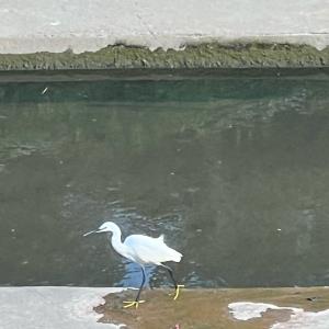 Little egret