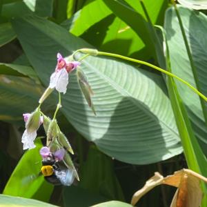 Carpenter bee