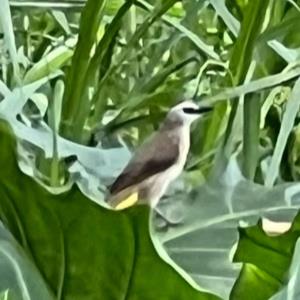 Yellow-vented bulbul