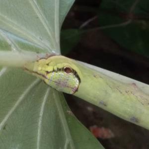 Snakehead hawk moth caterpillar?