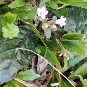 Strobilanthes reptans