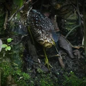 Schrenck's bittern