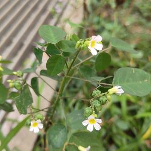 Oxalis barrelieri 