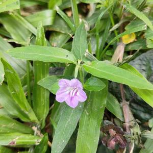 Ruellia repens