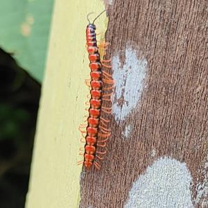 Millipede ?opisthodolichopus scandens