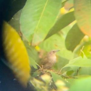 Olive-winged bulbul