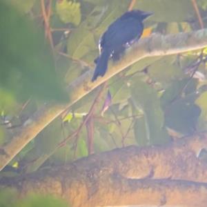 Greater racket-tailed drongo