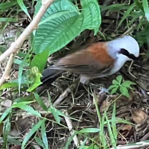 White-crested laughingthrush 