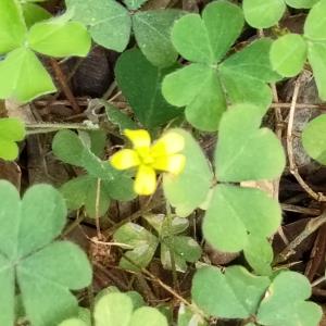 Oxalis corniculata 